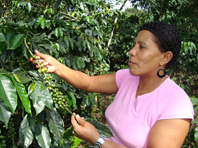 Kaffeebäuerin in Manabao: Die Höhenlagen zwischen 800 und 1200 Meter sind auch gut für den Kaffeeanbau. Kaffeebäuerin in Manabao: Die Höhenlagen zwischen 800 und 1200 Meter sind auch gut für den Kaffeeanbau.