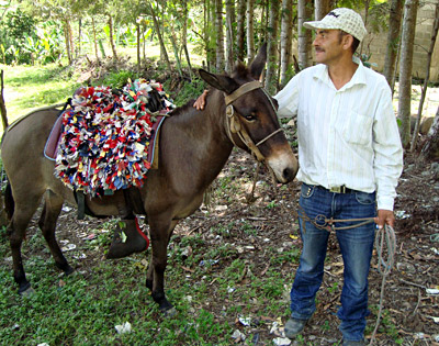 Führer Santiago Peralta Canela mit seinem Maulesel, in La Ciénaga. Er erzählt: im Herbst ist das Geschäft manchmal flau, im Januar extrem gut. Dann wollen die Dominicanos nahe Gott auf dem Gipfel sein. Führer Santiago Peralta Canela mit seinem Maulesel, in La Ciénaga. Er erzählt: im Herbst ist das Geschäft manchmal flau, im Januar extrem gut. Dann wollen die Dominicanos nahe Gott auf dem Gipfel sein.