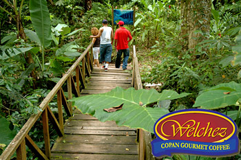 Welchez Coffee - Copn Coffee Tour/ Finca Santa Isabel