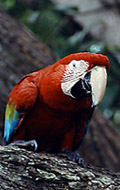 Ara "Franzi"