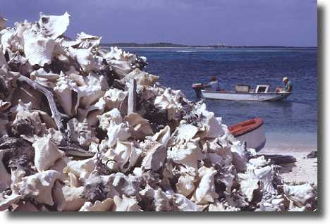 Lac Bay (Conch Muscheln)