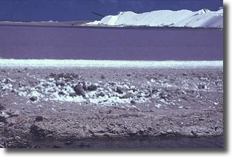 Salinen