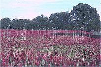 Roter Klee